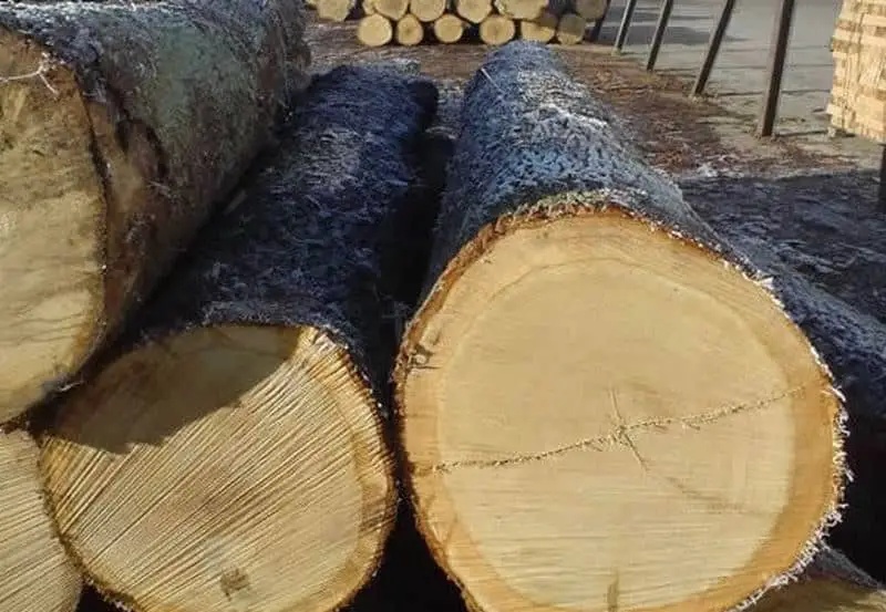 White Oak Logs